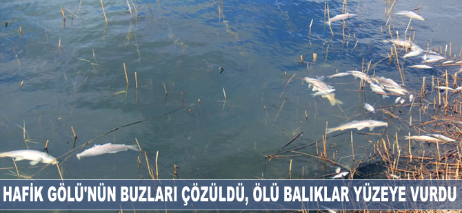 Hafik Gölü'nün buzları çözüldü, ölü balıklar yüzeye vurdu