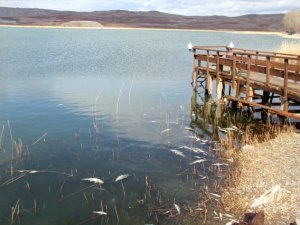 Hafik Gölü'nün buzları çözüldü, ölü balıklar yüzeye vurdu