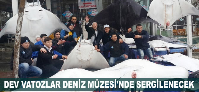 Akdeniz vatozları Türkiye Deniz Canlıları Müzesi’nde sergilenecek