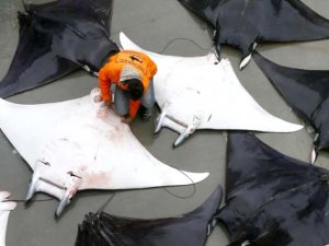 Akdeniz vatozları Türkiye Deniz Canlıları Müzesi’nde sergilenecek