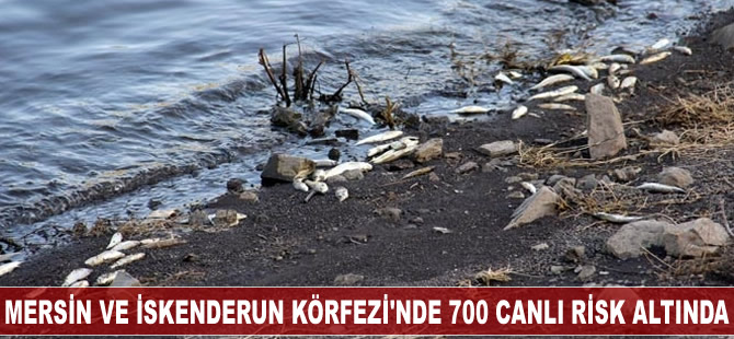 Mersin ve İskenderun Körfezi, plastik çöplüğü haline geldi