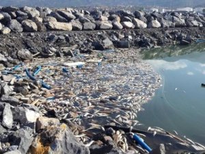 Mersin ve İskenderun Körfezi, plastik çöplüğü haline geldi