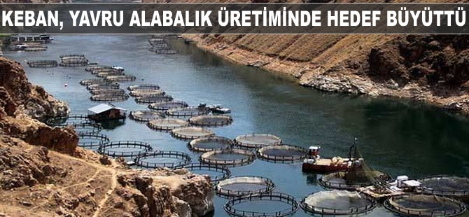 Keban, yavru alabalık üretiminde hedef büyüttü