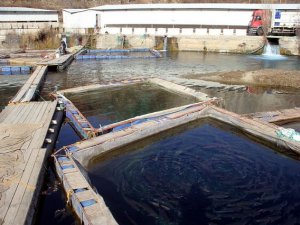 Keban, yavru alabalık üretiminde hedef büyüttü