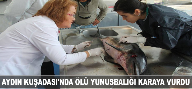 Aydın Kuşasası'nda ölü yunus karaya vurdu