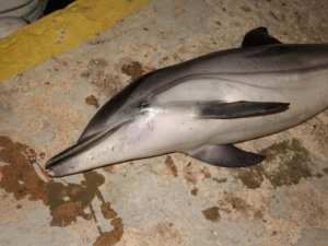 Aydın Kuşasası'nda ölü yunus karaya vurdu