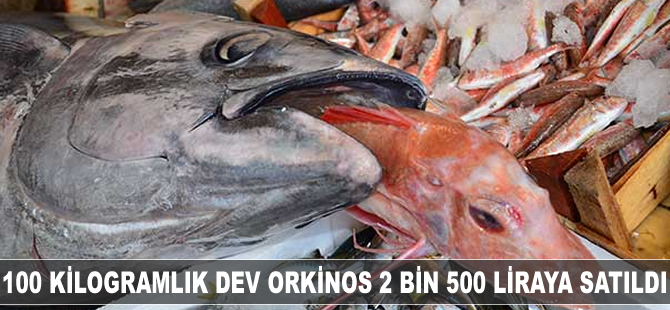 Dev orkinos 2 bin 500 liraya satıldı