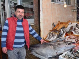 Dev orkinos 2 bin 500 liraya satıldı