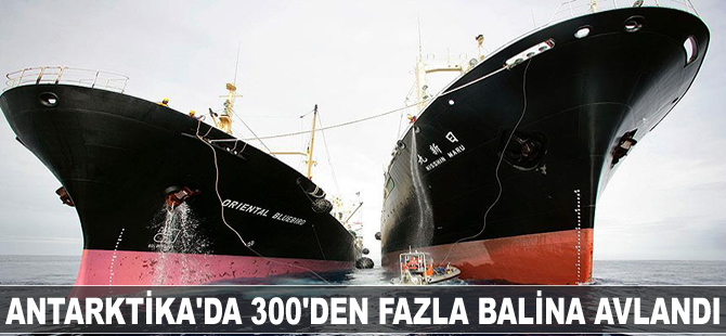 Antarktika'da 300'den fazla balina avlandı
