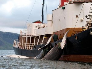 Antarktika'da 300'den fazla balina avlandı