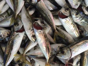 'İstavrit avında bu sezon oldukça düşüş var'