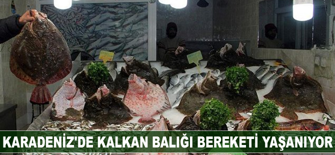 Karadeniz'de kalkan balığı bereketi yaşanıyor