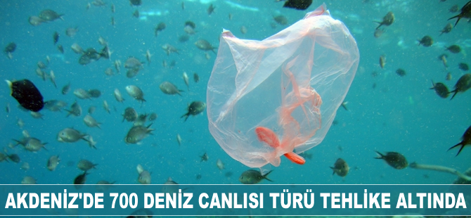 Akdeniz'de 700 deniz canlısı türü tehlike altında