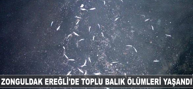 Zonguldak Ereğli'de denizde toplu balık ölümleri yaşandı