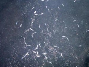 Zonguldak Ereğli'de denizde toplu balık ölümleri yaşandı