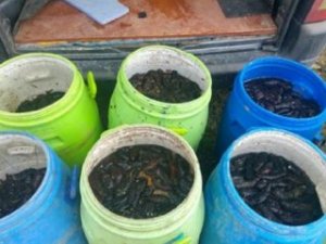 Edirne'de yarım ton deniz patlıcanı ele geçirildi