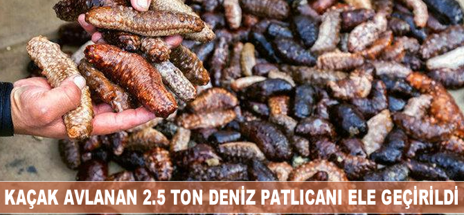 Çanakkale'de kaçak avlandığı belirlenen 2.5 ton deniz patlıcanı ele geçirildi.