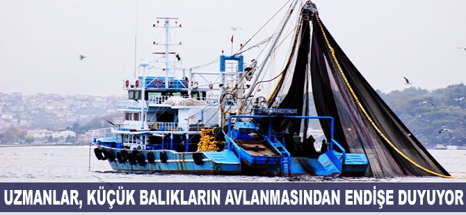 Uzmanlar, küçük balıkların avlanmasından endişe duyuyor