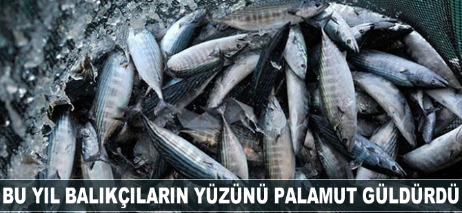 Bu yıl balıkçıların yüzünü palamut güldürdü