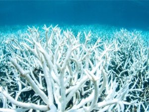 Uzmanlar Büyük Set Resifi'nden "Umudu Kesti"