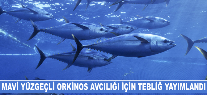 Mavi yüzgeçli orkinos avcılığıyla ilgili tebliğ yayımlandı