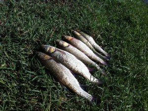 Nijerli üretici ve uzmanlara Antalya'da balıkçılık eğitimi verildi