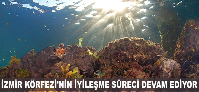 İzmir Körfezi'nin iyileşme süreci devam ediyor
