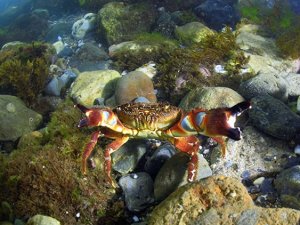 İzmir Körfezi'nin iyileşme süreci devam ediyor