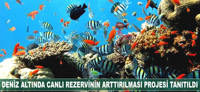 'Deniz Altında Canlı Rezervinin Arttırılması' Projesi tanıtıldı