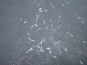 Karadeniz'de balık ölümleri nedeniyle inceleme başlatıldı