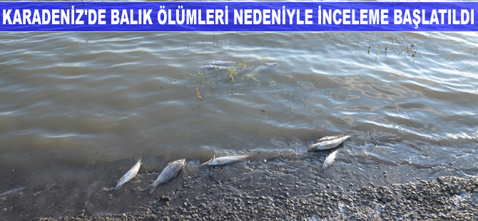 Karadeniz'de balık ölümleri nedeniyle inceleme başlatıldı
