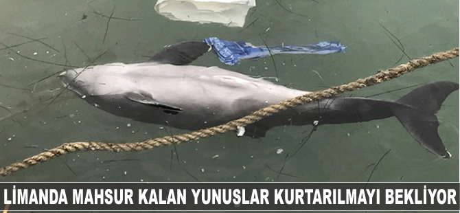 Yolunu şaşırıp limanda mahsur kalan yunuslar kurtarılmayı bekliyor