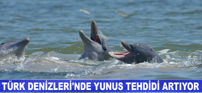 Türk Denizleri'nde yunus tehdidi artıyor