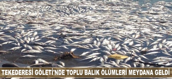 Erzurum Tekederesi Göletin'de toplu balık ölümleri meydana geldi