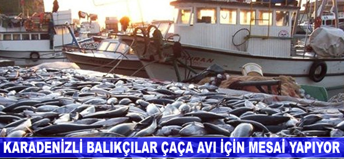 Karadenizli balıkçılar, "çaça" avı için mesai yapıyor