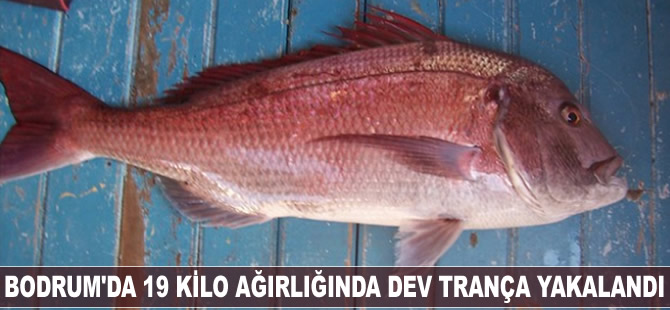 Bodrum'da 19 kilo ağırlığında dev trança yakalandı