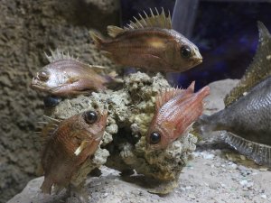 Lübnan'da Deniz Hayatı Müzesi açıldı