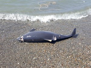 Zonguldak'ta yunusların silahla vurulmasına çifte soruşturma başlatıldı