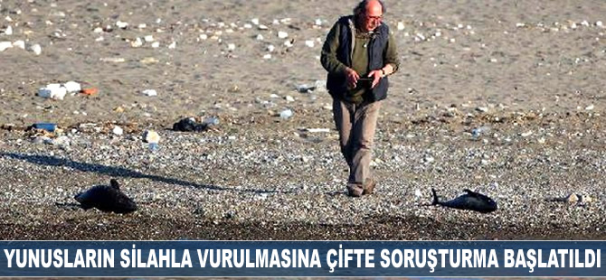 Zonguldak'ta yunusların silahla vurulmasına çifte soruşturma başlatıldı