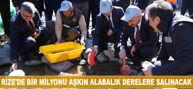 Rize'de bir milyonu aşkın alabalık derelere salınacak