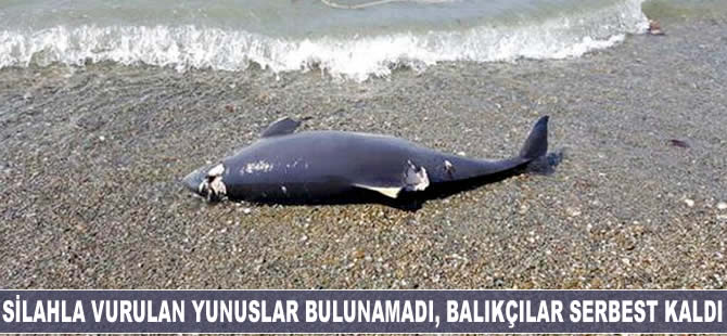 Silahla vurulan yunuslar bulunamadı, balıkçılar serbest kaldı