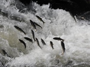 Kaçak İnci Kefali avına geniş güvenlik önlemi alındı