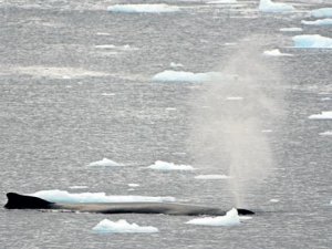 Antartika'da balina popülasyonu azalıyor