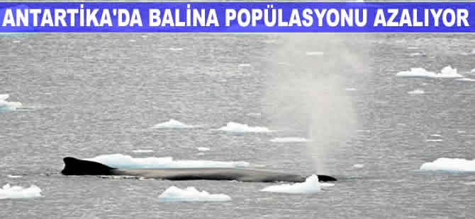 Antartika'da balina popülasyonu azalıyor