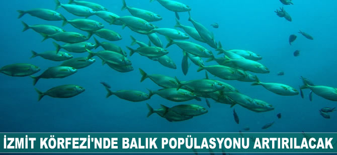 İzmit Körfezi'nde balık popülasyonu artırılacak