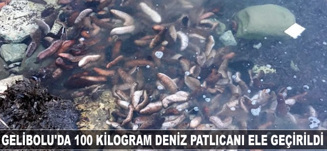 Gelibolu'da 100 kilogram deniz patlıcanı ele geçirildi