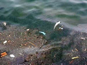 Zonguldak'ta sahil şeridinde balık ölümleri meydana geldi