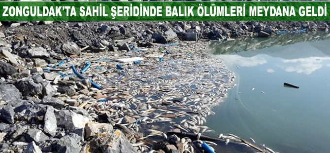 Zonguldak'ta sahil şeridinde balık ölümleri meydana geldi