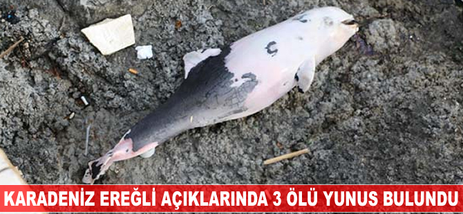 Karadeniz Ereğli'de 3 ölü yunus bulundu