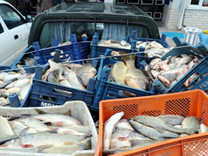 Elazığ'da kaçak avlanan 3,5 ton balık ele geçirildi